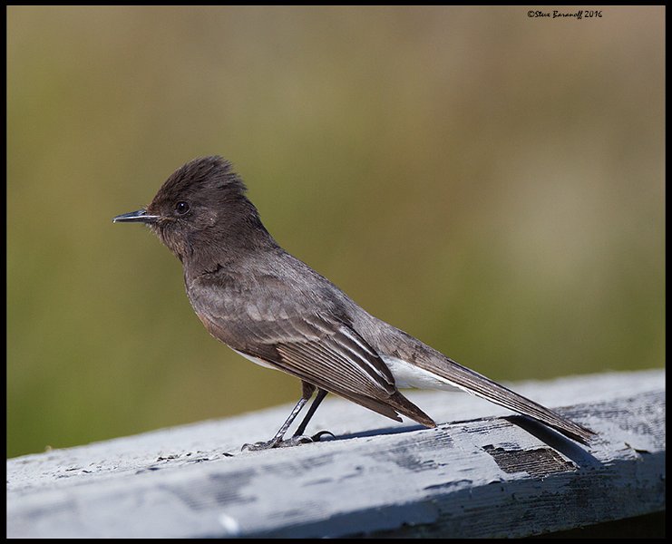_6SB8853 black phoebe.jpg